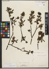 Foto von Salix mielichhoferi Saut.